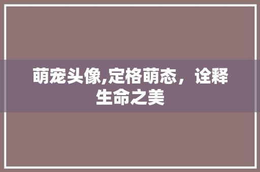 萌宠头像,定格萌态，诠释生命之美