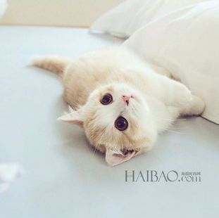 萌宠鉴：猫咪大集，萌态百出