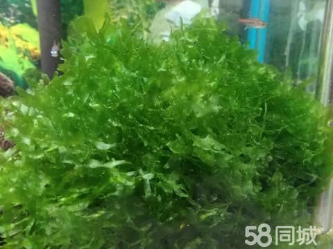 哈尔滨水产·出怪厥莫斯