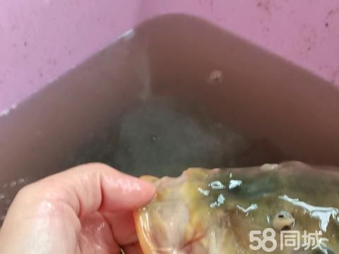 哈尔滨水产·自己钓的大鱼8-10斤左右的可以聊聊