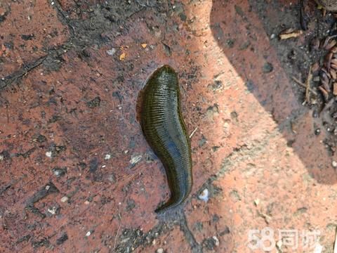 哈尔滨水产·卖水蛭，不止这些，品质好