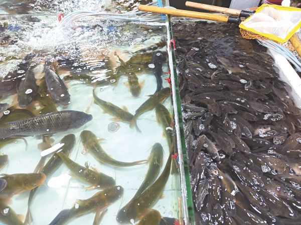     南宁市场淡水鱼种类丰富，供应充足，价格稳定。    本报记者 黎兆齐 摄