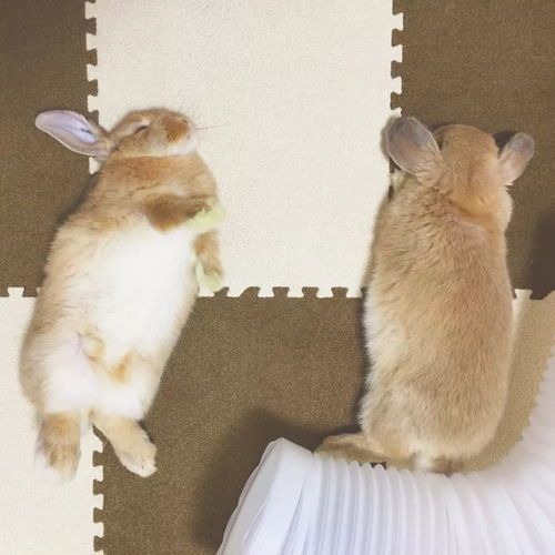 兔粮为主，猫粮慎喂。