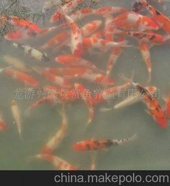 兴隆锦鲤供应日本锦鲤，淡水鱼，锦鲤，观赏鱼