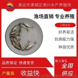港兴水产 花鲢鱼苗 江西上饶 白鲢鱼苗 淡水鱼苗出售 水花鱼批发