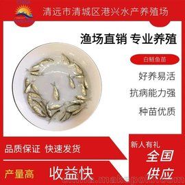 淡水鱼苗出售 江西白鲢鱼苗 港兴水产 花鲢鱼苗 黄骨水花出售