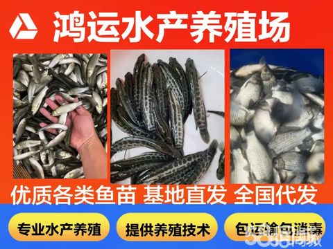 鸿运水产养殖场·基地直发淡水鱼养殖技术指导批发出售各种规格淡水鱼苗成品鱼批发全国运输