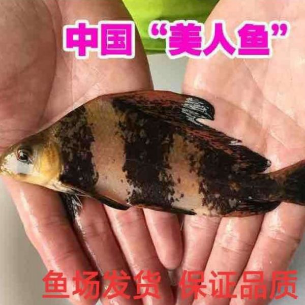 店主头像