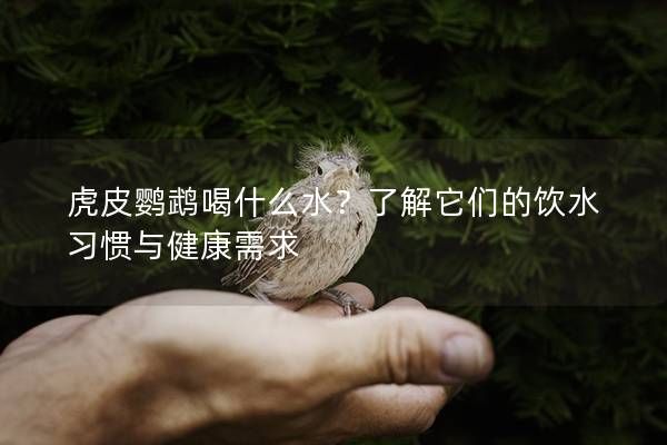 虎皮鹦鹉喝什么水？了解它们的饮水习惯与健康需求
