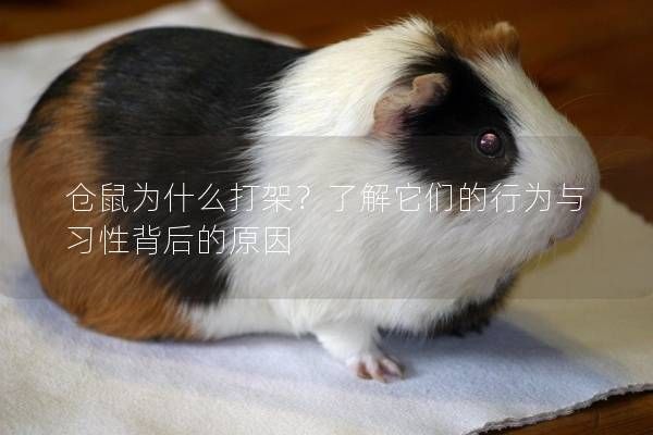 仓鼠为什么打架？了解它们的行为与习性背后的原因