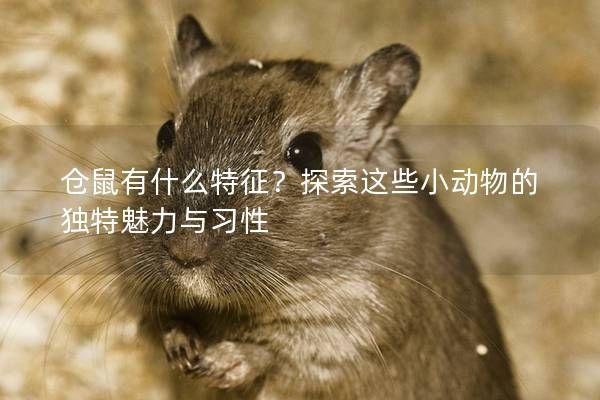 仓鼠有什么特征？探索这些小动物的独特魅力与习性