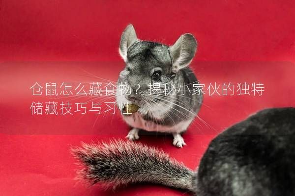 仓鼠怎么藏食物？揭秘小家伙的独特储藏技巧与习性