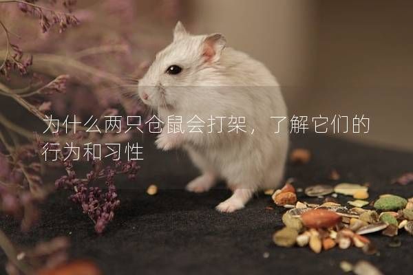 为什么两只仓鼠会打架，了解它们的行为和习性