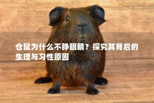 仓鼠为什么不睁眼睛？探究其背后的生理与习性原因