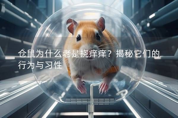 仓鼠为什么老是挠痒痒？揭秘它们的行为与习性