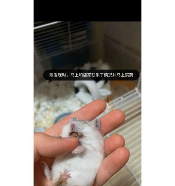 一线仓鼠是什么意思？（探索一线仓鼠的生活方式和习性，了解它们的行为特点）