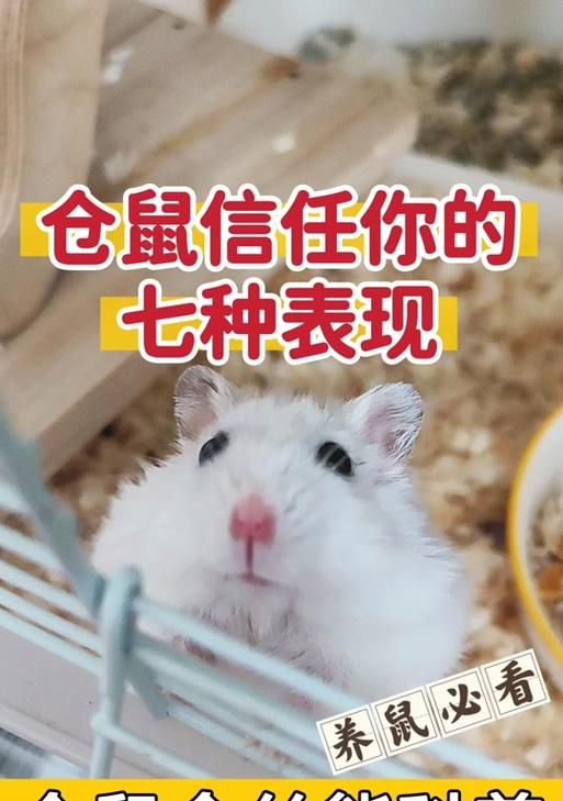 一线仓鼠是什么意思？（探索一线仓鼠的生活方式和习性，了解它们的行为特点）
