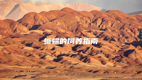 蜥蜴的饲养指南