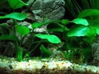 怎样维护<a href=/zhonglei/fish/ target=_blank class=infotextkey>鱼</a>缸造景