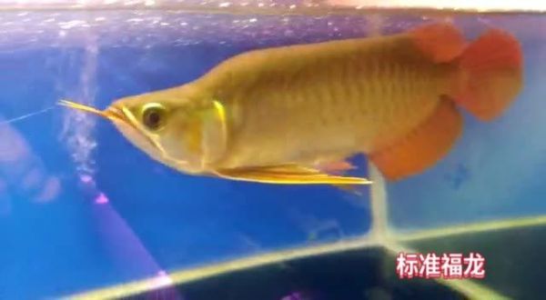 标准红龙福龙：标准红龙福龙是一种常见的风水鱼 红龙福龙鱼