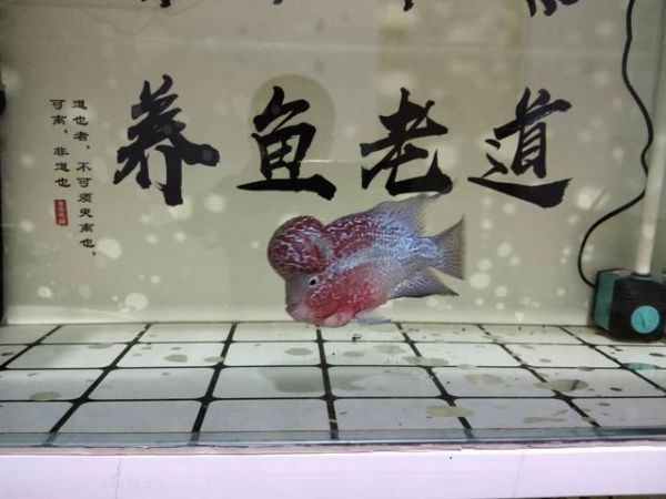 鱼缸水质把握就在一瞬间，万一投食引起浑浊，必须及时采取措施