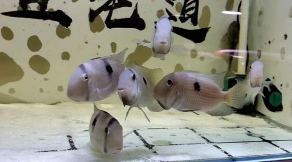 鱼缸水质把握就在一瞬间，万一投食引起浑浊，必须及时采取措施