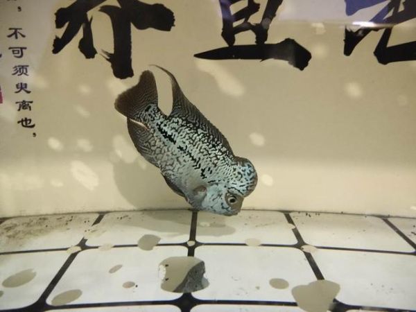 鱼缸水质把握就在一瞬间，万一投食引起浑浊，必须及时采取措施