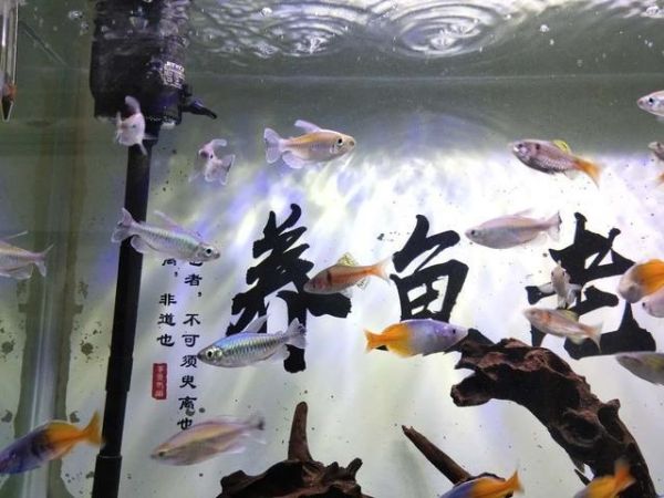 鱼缸水质把握就在一瞬间，万一投食引起浑浊，必须及时采取措施