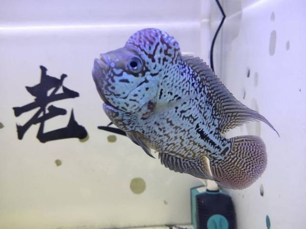 鱼缸水质把握就在一瞬间，万一投食引起浑浊，必须及时采取措施