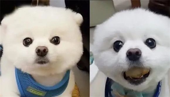 详解，艾贝迪宠物出行装备怎么样？