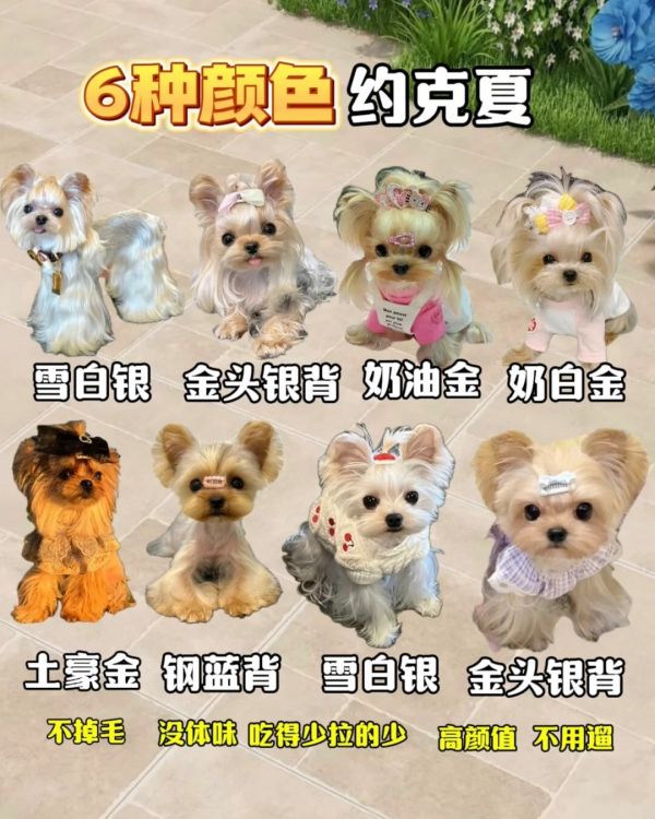 约克夏犬多少钱一只?2025 最新价格及选购避坑指南