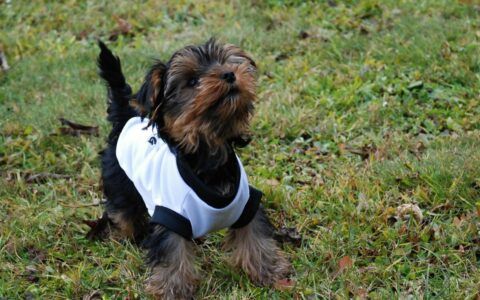 约克夏幼犬到家应该如何照顾？