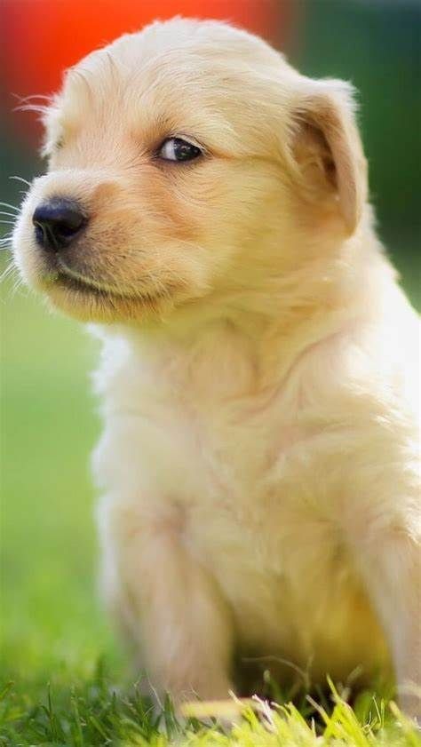 国美犬价格揭秘，选购指南！