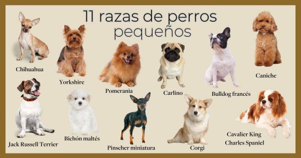 razas de perro pequeños-0