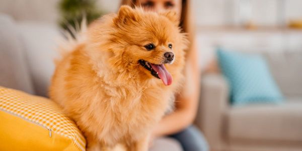 perro pequeño y niños
