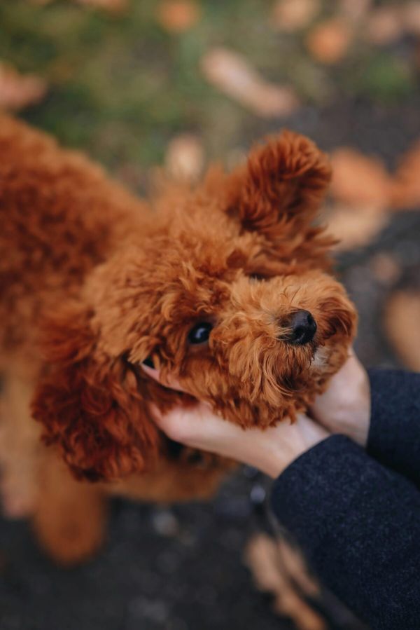 Caniche