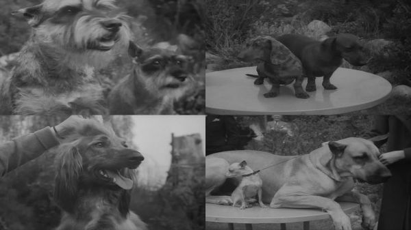 上世纪30年代美国宠物犬展览