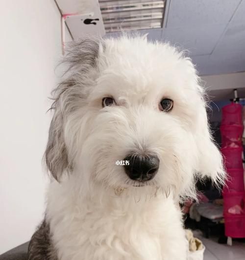 古代牧羊犬的肠胃保健（为宠物提供健康的生活方式）