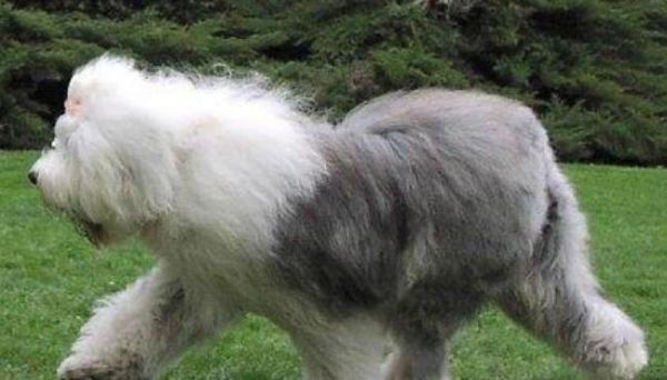 古代牧羊犬的肠胃保健（为宠物提供健康的生活方式）