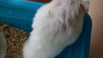 仓鼠垫料过敏怎么办?如何找到安全替代品?