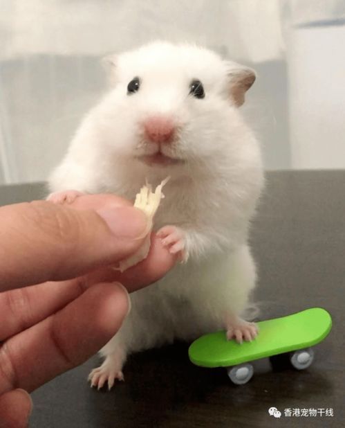 仓鼠垫料过敏怎么办?如何找到安全替代品?