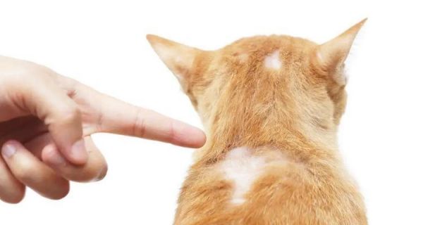 揭秘猫咪食物过敏源排行榜（探究猫咪食物过敏的罪魁祸首）