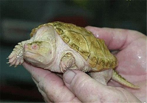 宠物龟人工繁殖和孵化的方法