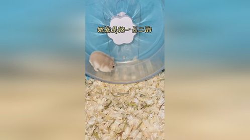 肉肉的大灰