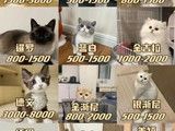 重庆银渐层猫咪 大量 猫舍直销 价格合理 可自取