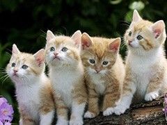 多少钱一只豹猫 重庆宠物基地 可签订协议