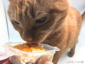 宠物饮食,猫咪营养指南