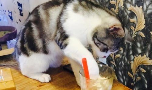 宠物饮食,猫咪营养指南