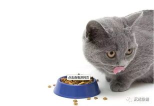 宠物猫饮食:营养均衡,从小抓起