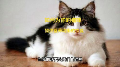 为猫咪挑选营养均衡饮食